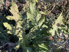 (Prairie Dock) hybrid on Compass Plant